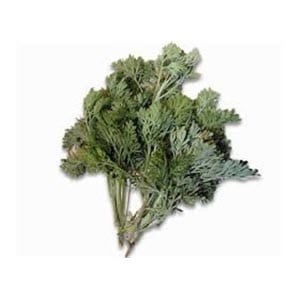 shiba-300.jpg shiba-300.jpg